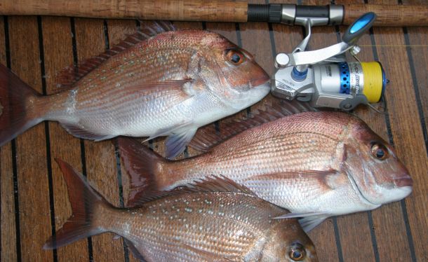 The T-Curve Revolution Bluewater Travel LT Spin 703 matched up with a Saragosa SW 5000 spinning reel proved the ideal set up for casting lures to medium-sized pelagics such as this Kimberley queenfish.